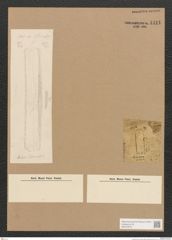 Diatomeae indet. Zeichnungen Sammlung Grunow Nr. 4411 (NHMW-BOT-W0372575)